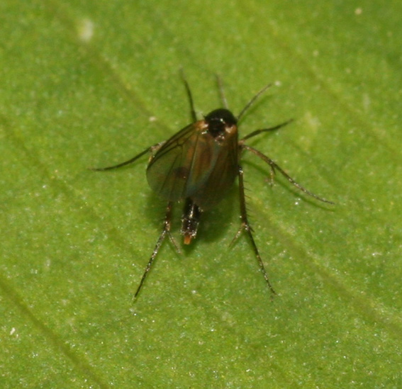 Sceptonia sp (Mycetophilidae)